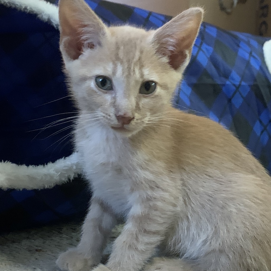 Shelter Stray Male Cat last seen , 2350 Appling City Cove, Memphis, TN 38133, USA
