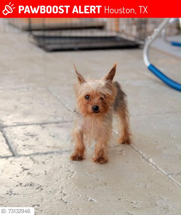 Lost Female Dog last seen heathersage dr and forest town dr, Houston, TX 77084