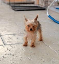 Lost Female Dog last seen heathersage dr and forest town dr, Houston, TX 77084