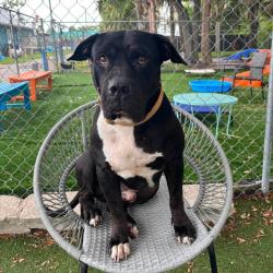 Shelter Stray Male Dog last seen , 8020 Washington St, Port Richey, FL 34668, USA