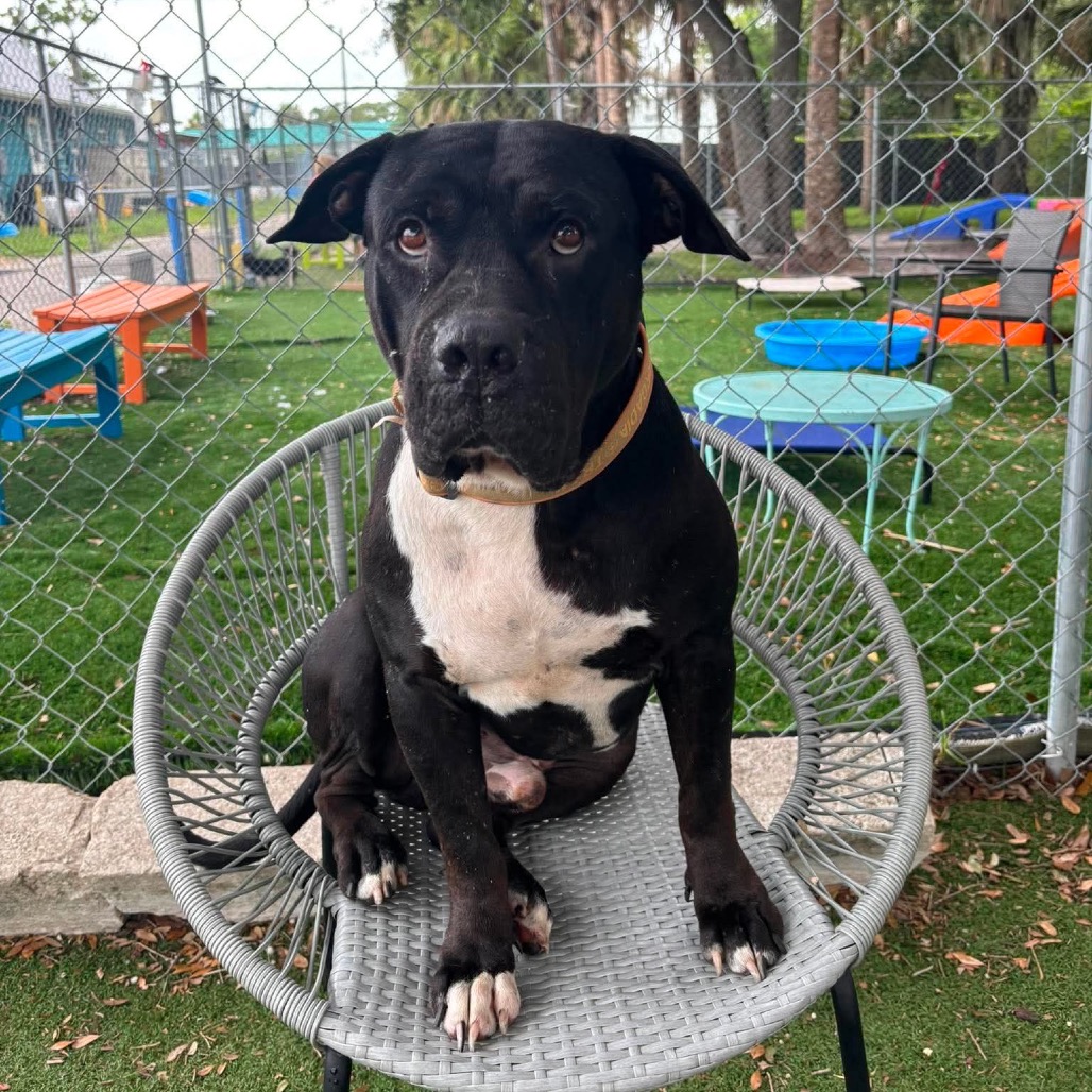 Shelter Stray Male Dog last seen , 8020 Washington St, Port Richey, FL 34668, USA