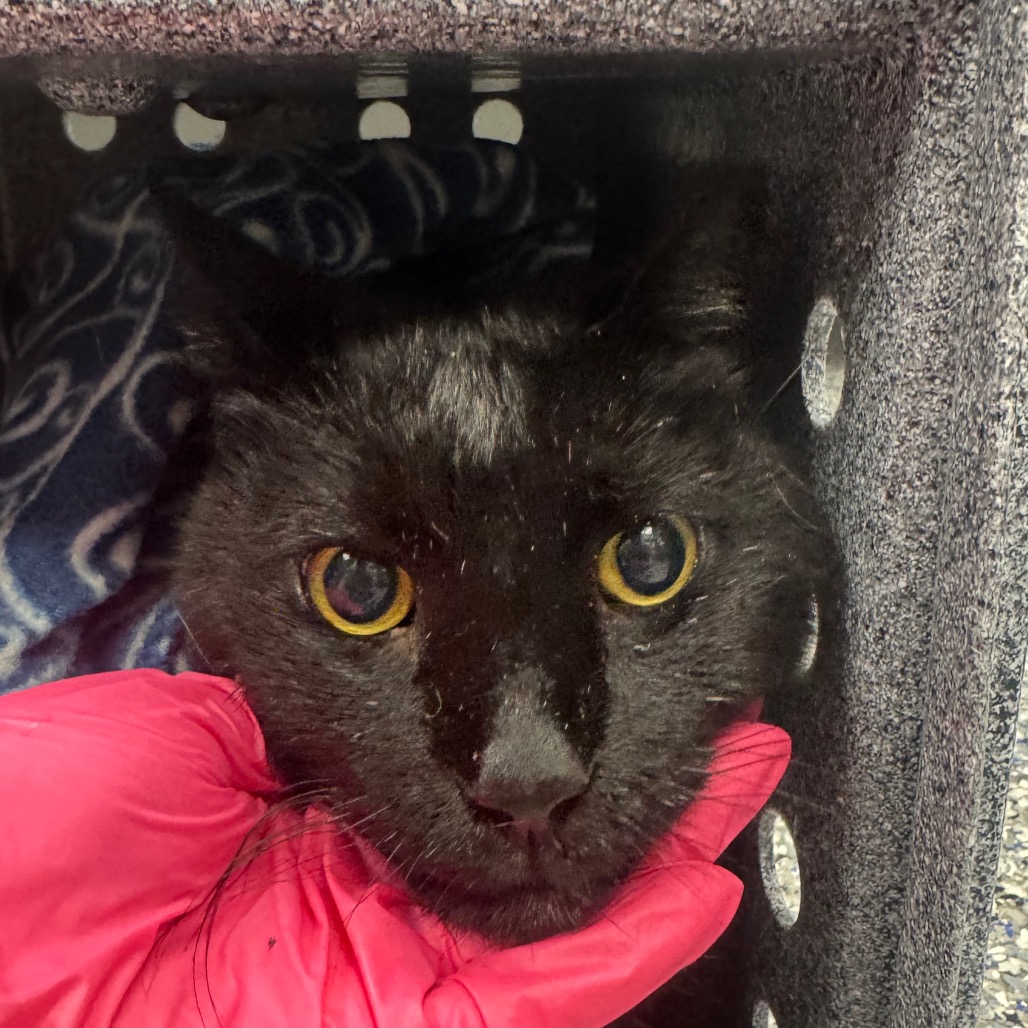 Shelter Stray Male Cat last seen , 328 Furman Hall Rd, Greenville, SC 29609, USA