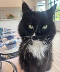 Reunited Male Cat last seen Paddock park, Wellington, FL 33414