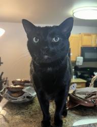 Lost Female Cat last seen West Kilimanjaro Way, Rogers, AR 72758