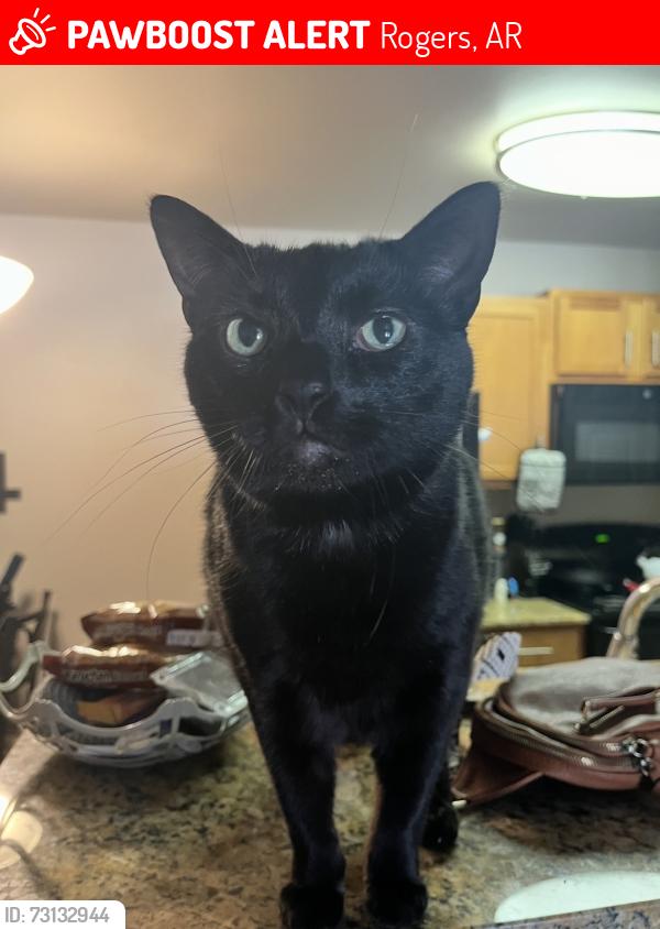 Lost Female Cat last seen West Kilimanjaro Way, Rogers, AR 72758
