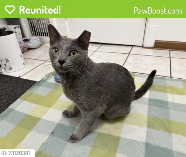 Reunited Male Cat last seen Near Westmoreland Ave, Waukegan, IL 60085, USA, Waukegan, IL 60085