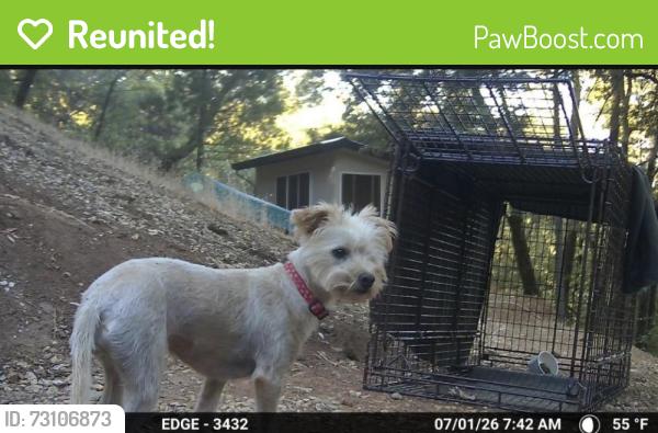 Reunited Female Dog last seen Dog Bar / Rattlesnake / Wherler, Grass Valley, CA 95949