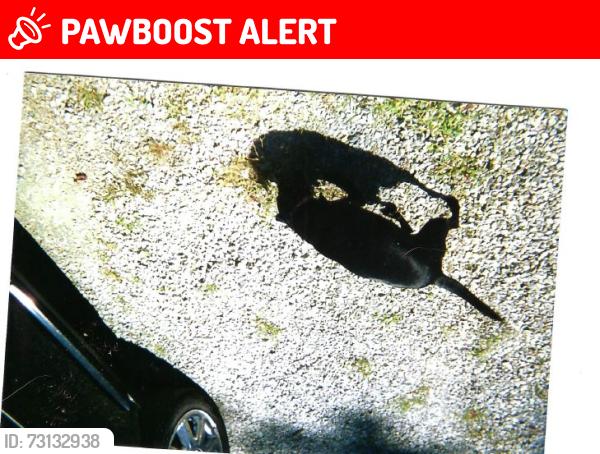 Lost Female Dog last seen Moser Rd, Blue Ridge Manor, KY 40223