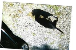 Lost Female Dog last seen Moser Rd, Blue Ridge Manor, KY 40223