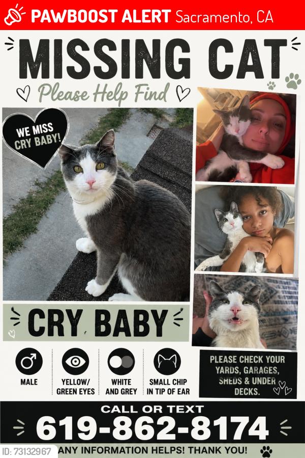 Lost Male Cat last seen Auspicious and mirage ct, Sacramento, CA 95842