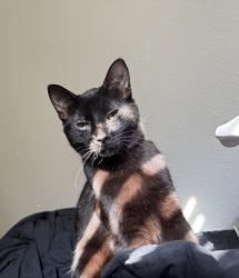 Reunited Female Cat last seen Village library, The Village, OK 73120