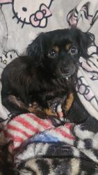 Found/Stray Male Dog last seen Raccoon Road Traffic Circle Manning, SC, Manning, SC 29102