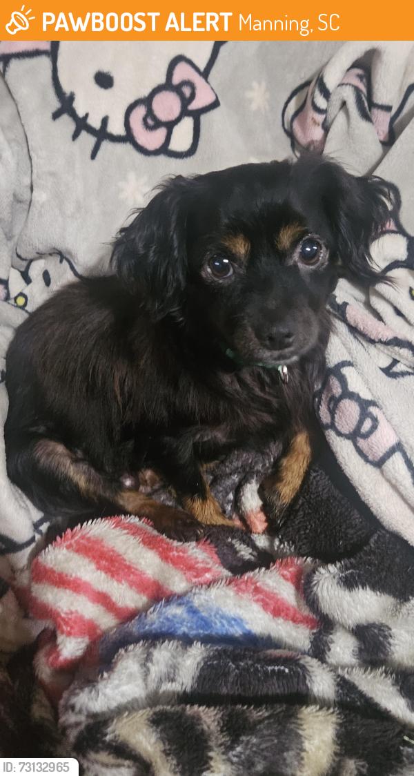Found/Stray Male Dog last seen Raccoon Road Traffic Circle Manning, SC, Manning, SC 29102