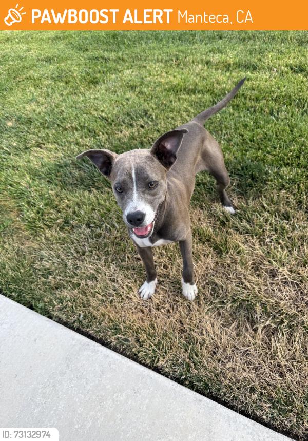 Found/Stray Female Dog last seen Maehl drive, Manteca, CA 95337