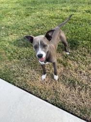 Found/Stray Female Dog last seen Maehl drive, Manteca, CA 95337