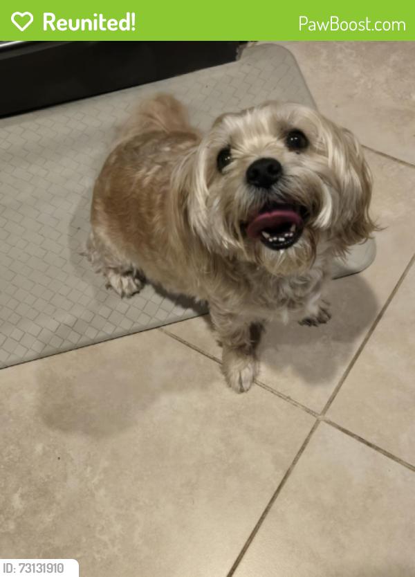 Reunited Male Dog last seen Found near 107th Ave and Garden Lakes Parkway by high school, Avondale, AZ 85392