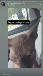 Reunited Unknown Cat last seen Forsyth, Orlando, FL 32817