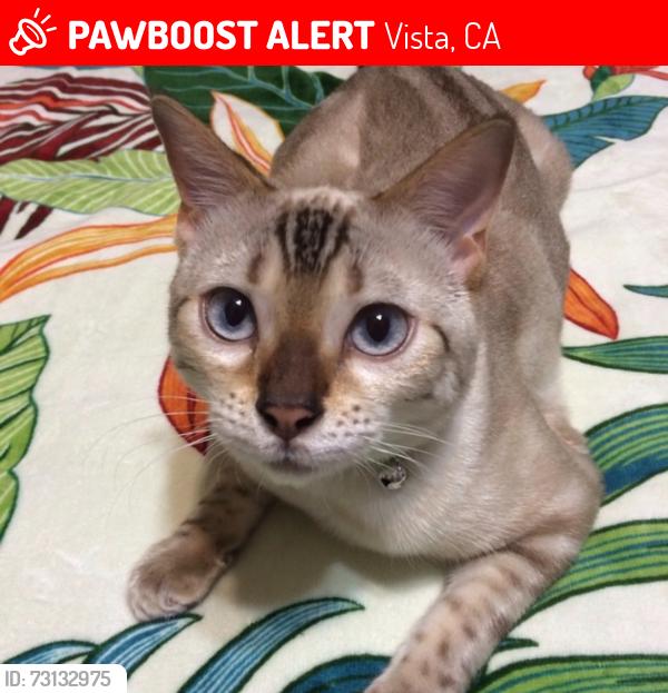 Lost Female Cat last seen Osborne & Bautista Ave, Vista, CA 92084