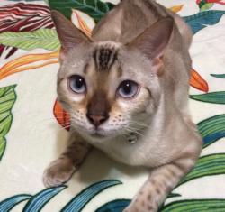 Lost Female Cat last seen Osborne & Bautista Ave, Vista, CA 92084