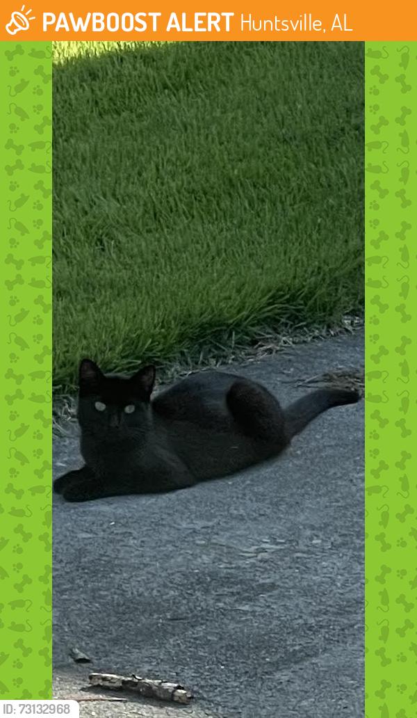 Found/Stray Unknown Cat last seen Box Canyon Road SE Huntsville AL 35803, Huntsville, AL 35803