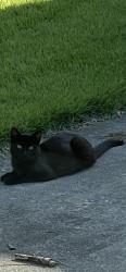 Found/Stray Unknown Cat last seen Box Canyon Road SE Huntsville AL 35803, Huntsville, AL 35803