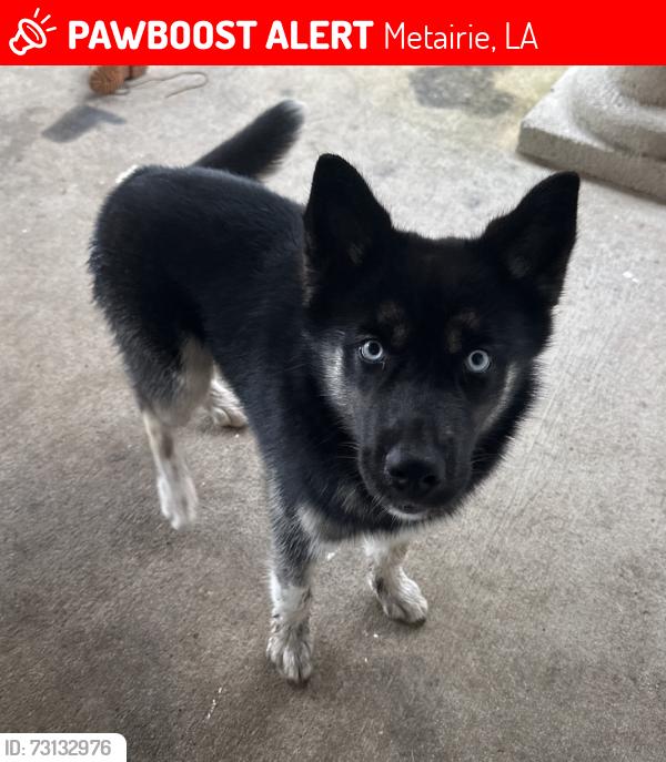 Lost Female Dog last seen Cerca de west Metairie, Metairie, LA 70003
