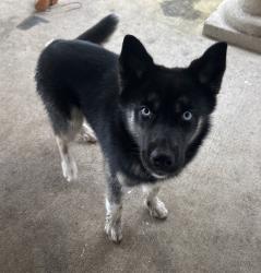 Lost Female Dog last seen Cerca de west Metairie, Metairie, LA 70003