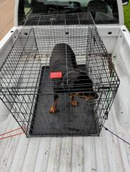 Reunited Male Dog last seen Livingston and red bud, Houston, TX 77051