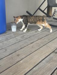 Found/Stray Female Cat last seen Across from Wake Mart, Winston-Salem, NC 27105