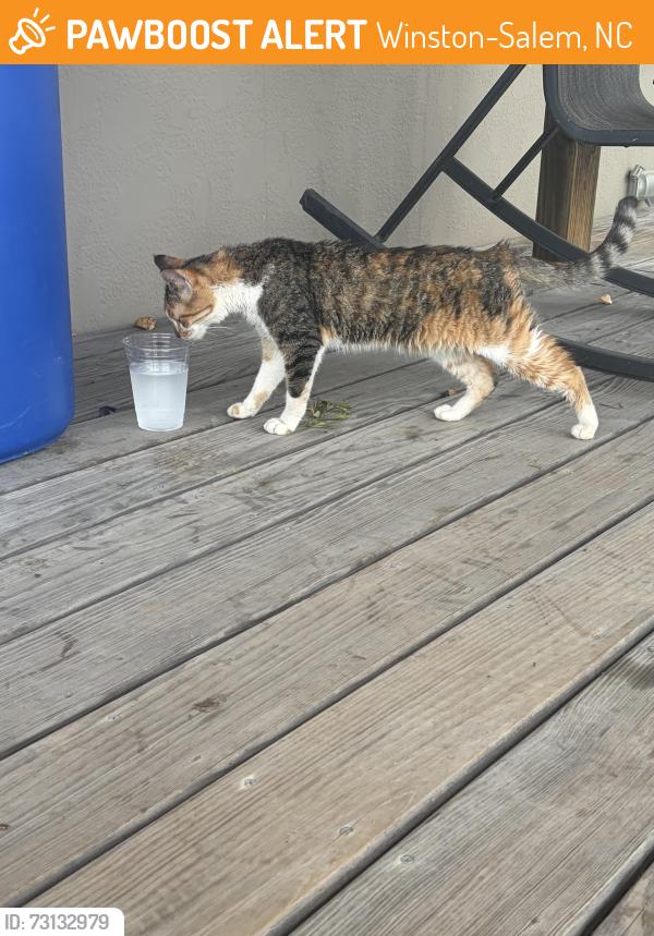 Found/Stray Female Cat last seen Across from Wake Mart, Winston-Salem, NC 27105