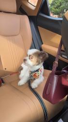 Reunited Male Dog last seen Near Caversham Dr, Houston, TX 77096, USA, Houston, TX 77096