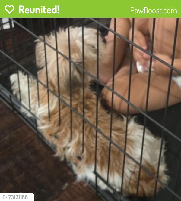 Reunited Female Dog last seen Fairfield, Shoreacres, TX 77571