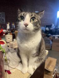 Reunited Female Cat last seen Briar Ridge Dr and Piping Rock Trl, Austin, TX 78748