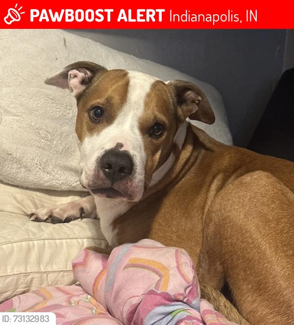Lost Male Dog last seen Woodruff place, Indianapolis, IN 46218