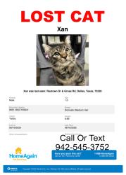 Lost Male Cat last seen Dairyette, Dallas, TX 75228
