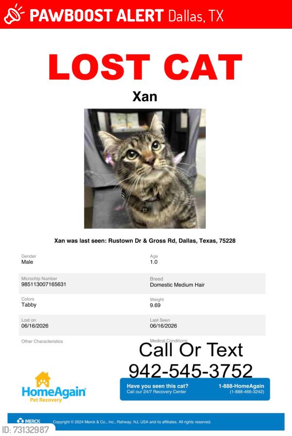 Lost Male Cat last seen Dairyette, Dallas, TX 75228