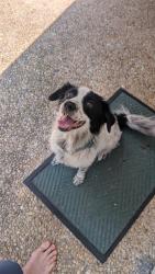 Reunited Female Dog last seen San Pedro and Lynwood, San Antonio, TX 78212