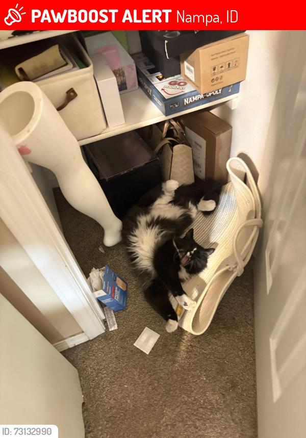 Lost Male Cat last seen Ustick and Midland, Nampa, ID 83687