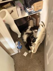 Lost Male Cat last seen Ustick and Midland, Nampa, ID 83687
