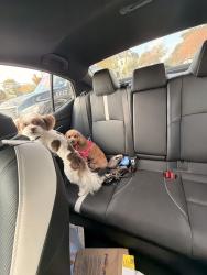 Reunited Female Dog last seen Near Caversham Dr, Houston, TX 77096, USA, Houston, TX 77096