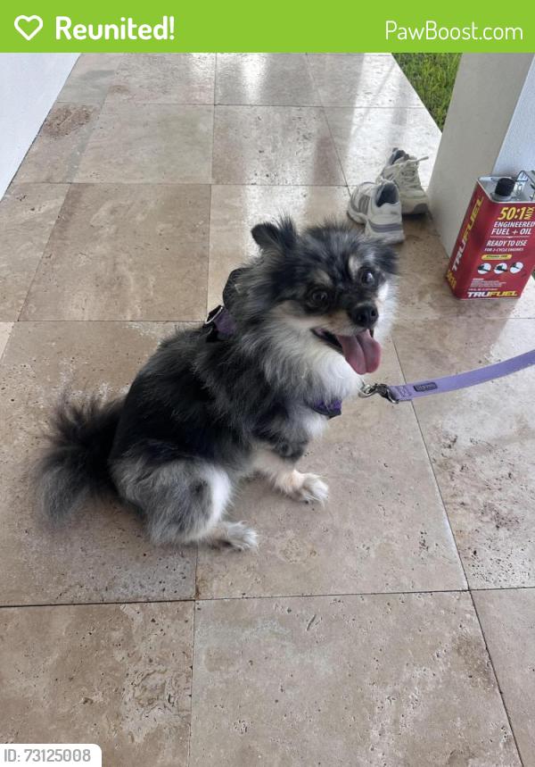 Reunited Unknown Dog last seen Berkeley st in NE Boca, Boca Raton, FL 33487