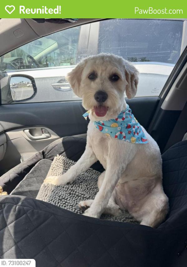 Reunited Female Dog last seen Near W near Magic Mountain Road, Winchester, VA 22602
