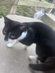 Found/Stray Unknown Cat last seen laneville freeport, Freeport, PA 16229