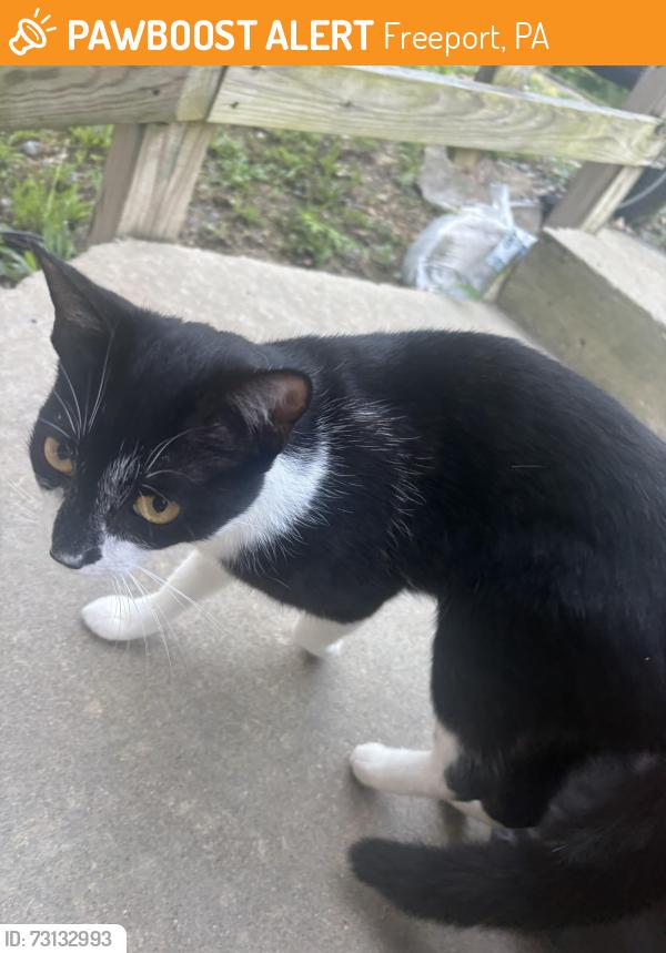 Found/Stray Unknown Cat last seen laneville freeport, Freeport, PA 16229