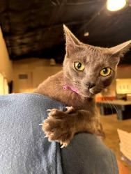 Reunited Female Cat last seen McDonald's of oceanside by dutchbros, Oceanside, CA 92054