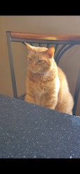 Lost Male Cat last seen Wyoming and Harper, Albuquerque, NM 87109