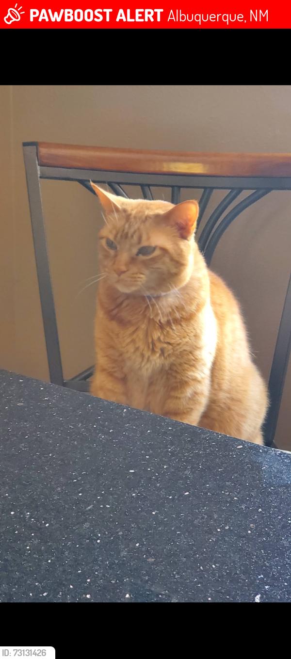 Lost Male Cat last seen Wyoming and Harper, Albuquerque, NM 87109