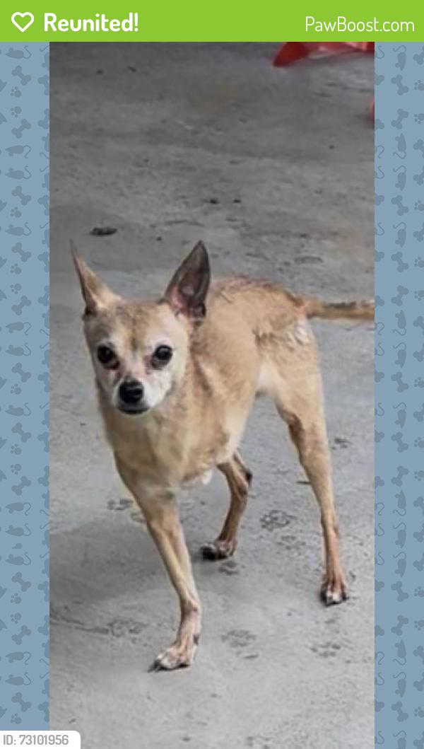Reunited Female Dog last seen E street and 49, San Bernardino, CA 92407