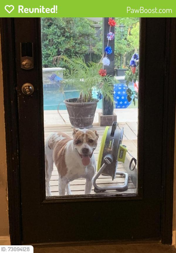 Reunited Male Dog last seen Cedar Glen Drive Grand Prairie TX, Grand Prairie, TX 75052