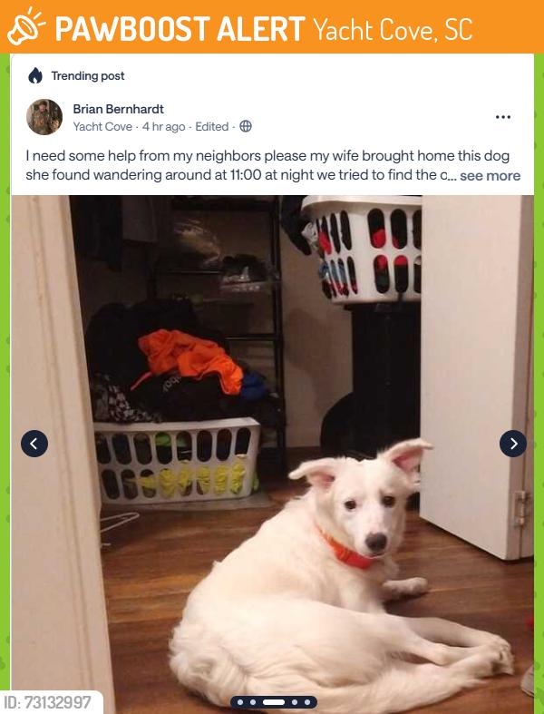 Found/Stray Female Dog last seen Saw on Nextdoor, Yacht Cove, SC 29212